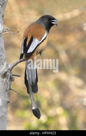 Rufous Treepie - Dendrocitta vagabunda Foto Stock