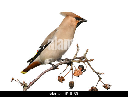 - Waxwing Bombycilla garrulus Foto Stock