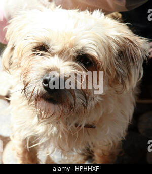Il Maltese terrier Foto Stock