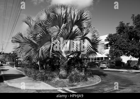 Bismarck Palm Tree su West Bay Road nei Caraibi, Grand Cayman, Isole Cayman Foto Stock