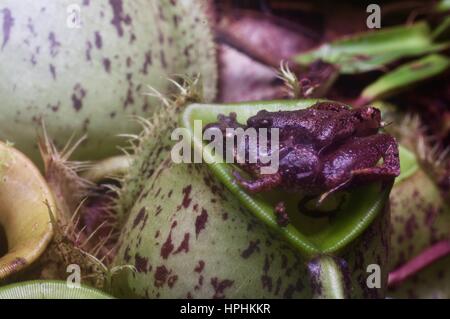 Una coniugata coppia di Matang a stretta imboccatura a rane (Microhyla borneensis) su una pianta brocca a Kubah National Park, Sarawak, Est Malesia, Borneo Foto Stock