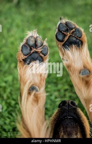 Close up di cane zampe in aria Foto Stock