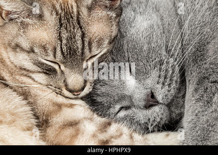 Primo piano di due posti letto coccole gatti insieme thai siam e British Shorthair pet giovane Foto Stock