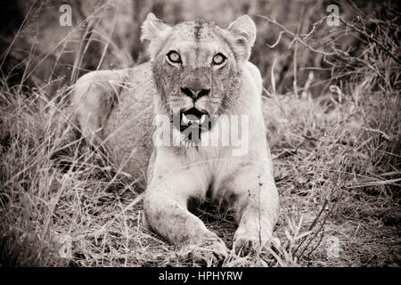 Immagine in bianco e nero di una leonessa giacente in erba in Kapama Game Reserve in Sudafrica (lavorazione artistica) Foto Stock