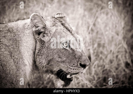 Immagine in bianco e nero di una leonessa giacente in erba in Kapama Game Reserve in Sudafrica (lavorazione artistica) Foto Stock