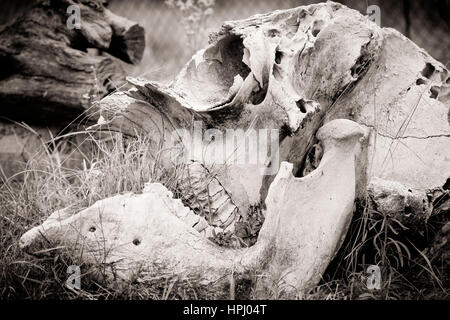 Un elefante scull giacente in erba africana Foto Stock