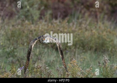 Turkmenian gufo reale Foto Stock