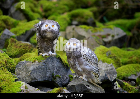 Civetta delle nevi, (Nyctea scandiaca), due giovani fratelli, Scandinavia, Europa Foto Stock