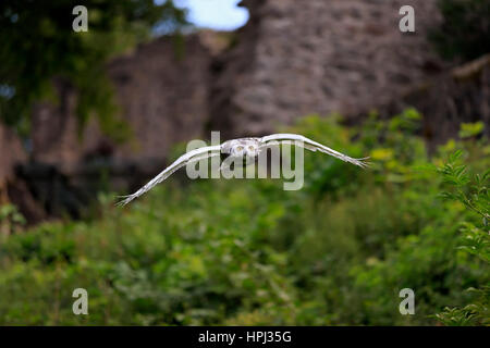 Civetta delle nevi, (Nyctea scandiaca), Adulto battenti, Pelm, Kasselburg, Eifel, Germania, Europa Foto Stock