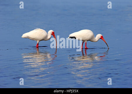 Americano bianco Ibis, (Eudocimus albus), Sanibel Island, Florida, STATI UNITI D'AMERICA,Nordamerica, adulto giovane alla ricerca di cibo Foto Stock