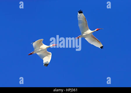 Americano bianco Ibis, (Eudocimus albus), Sanibel Island, Florida, STATI UNITI D'AMERICA,Nordamerica, due adulti battenti Foto Stock