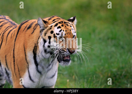 Tigre Siberiana, (Panthera tigris altaica), Adulto ululano ritratto, Asia Foto Stock