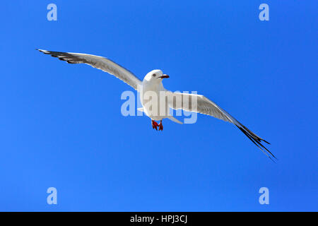 Argento, Gabbiano (Larus novaehollandiae), volare, West Lakes Shore, South Australia, Australia Foto Stock