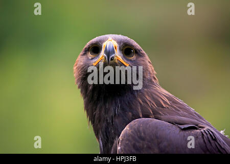 Aquila reale (Aquila chrysaetos), Adulto ritratto, Germania, Europa Foto Stock