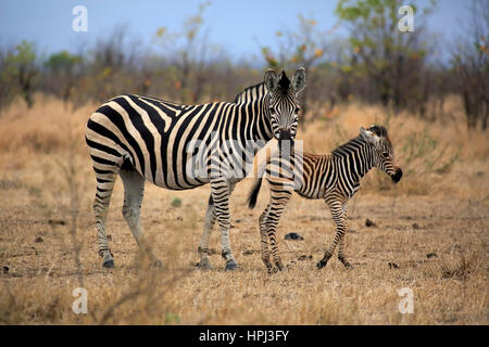 Le pianure Zebra Burchell, (Equus quagga burchelli), femmina adulta con giovani, Kruger Nationalpark, Sud Africa e Africa Foto Stock