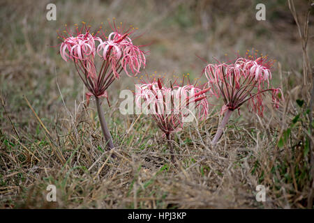 Giglio di sabbia, (Crinum buphanoides), fioritura, Kruger Nationalpark, Sud Africa e Africa Foto Stock