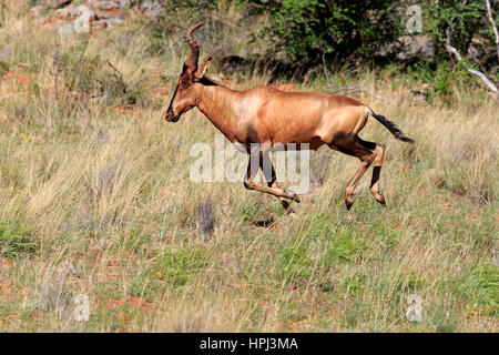 Rosso, hartebeest (Alcelaphus buselaphus selbornei), adulto in esecuzione, Tswalu Game Reserve, il Kalahari, Northern Cape, Sud Africa e Africa Foto Stock