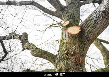 Grandi rami a sbalzo sono state tagliate da un chirurgo ad albero, arborist, vivendo i monconi dove i rami sono stati e gli anelli possono essere visti in legno. Foto Stock