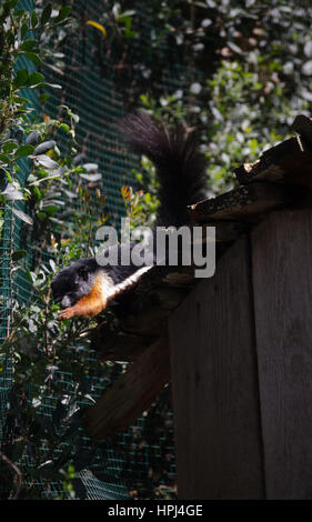 Un giovane scoiattolo Foto Stock