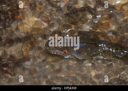 Un pitone reticolato (Malayopython reticulatus) parzialmente sommerso in un flusso in Ulu Yam, Selangor, Malaysia Foto Stock