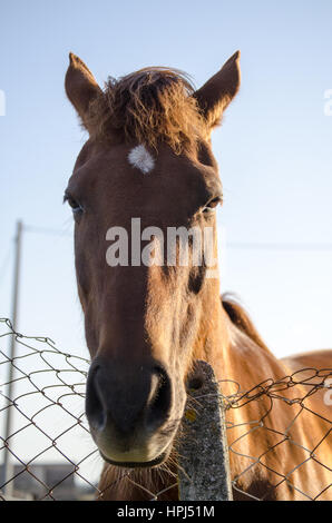 Il fronte del cavallo Foto Stock