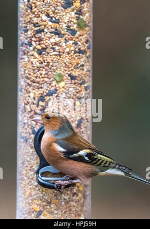 Maschio adulto fringuello cercato su un Bird Feeder Foto Stock