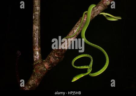 Un verde brillante Oriental frusta Snake (Ahaetulla prasina) nella foresta pluviale di notte in Kubah National Park, Sarawak, Est Malesia, Borneo