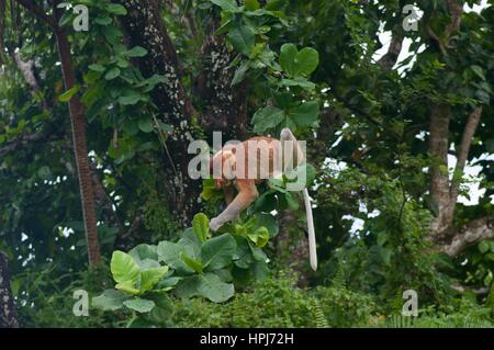 Un maschio adulto proboscide di scimmia (Nasalis larvatus) pascolano in una struttura ad albero Bako National Park, Sarawak, Est Malesia, Borneo Foto Stock