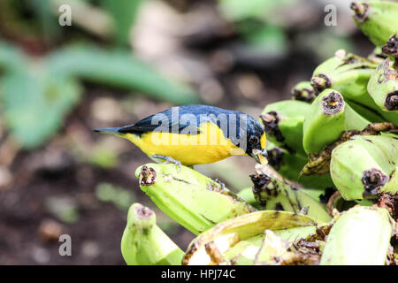 Wild giallo throated Euphonia bird mangiare banane provenienti da un albero Foto Stock