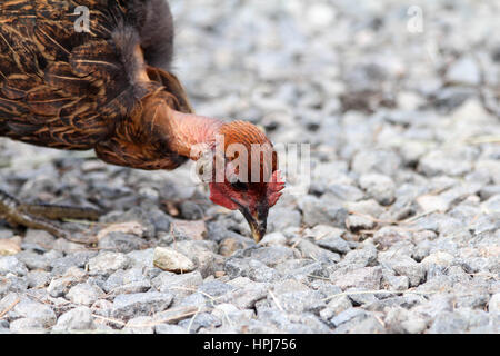 In prossimità di una testa di polli Foto Stock