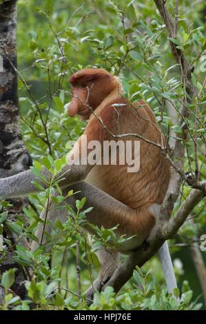 Un maschio adulto proboscide di scimmia (Nasalis larvatus) pascolano in una struttura ad albero Bako National Park, Sarawak, Est Malesia, Borneo Foto Stock