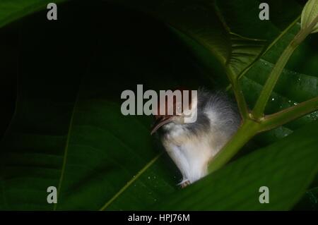 Un Rufous-tailed Tailorbird (Orthotomus sericeus) dormire nella foresta pluviale di notte in Ulu Yam, Selangor, Malaysia Foto Stock