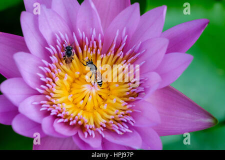 Close-up fiore. Una bellissima Ninfea viola o fiore di loto Foto Stock