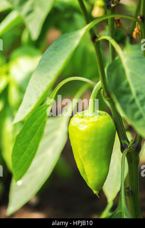 Peperone verde in serra. Profondità di campo Foto Stock