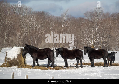 Tre cavalli neri nel loro campo di pascolo nella neve con alberi dietro. Hanno una grande rotonda della balla di fieno con neve su di esso. Foto Stock