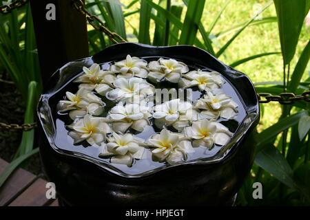 Il frangipani bianco fiori galleggianti in acqua Foto Stock