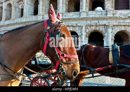 Primo piano di un cavallo utilizzato per disegnare la carrozza turistica per i tour della città fuori dal Colosseo, Colosseo. Roma, Italia, Europa, Unione europea, UE. Foto Stock