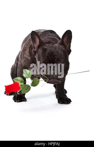 Franzoesische Bulldogge mit Rose im Maul - bulldog francese con una rosa rossa Foto Stock