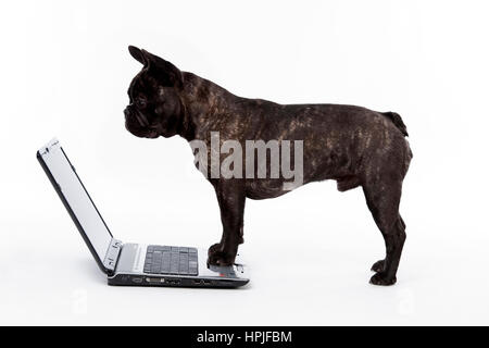 Franzoesische Bulldogge mit Laptop - bulldog francese utilizzando laptop Foto Stock