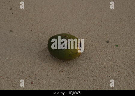 Un fresco noce di cocco verde da un albero di palme che stabilisce sulla spiaggia sabbiosa, Hastings, Barbados, dei Caraibi. Foto Stock