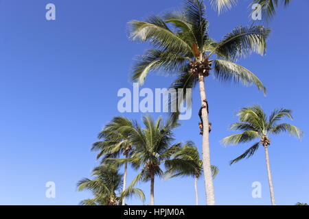 Un albero chirurgo di arrampicarsi su un albero di palma per tagliare le palme, Hastings, Barbados, Caraibi Foto Stock