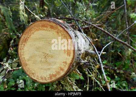 Concetto ambientali, deforestazione illegale. Taglio fresco pino log Foto Stock