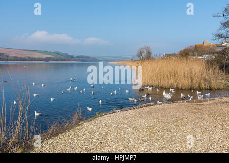 Uccelli di mare sul lago a Slapton Ley Riserva Naturale vicino Torcross nel South Devon Foto Stock