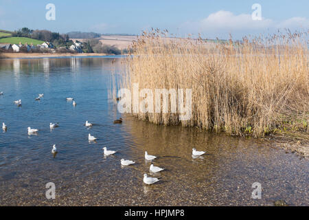 Uccelli di mare sul lago a Slapton Ley Riserva Naturale vicino Torcross nel South Devon Foto Stock