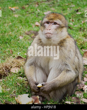 Barbary macaque seduto sull'erba e nutrirsi del frutto. Foto Stock