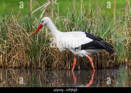 Cicogna bianca (Ciconia ciconia) caccia rane in acqua poco profonda di brook Foto Stock