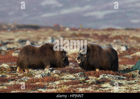 Due muskoxen (Ovibos moschatus) vacche sulla tundra in autunno, Dovrefjell-Sunndalsfjella National Park, Norvegia Foto Stock