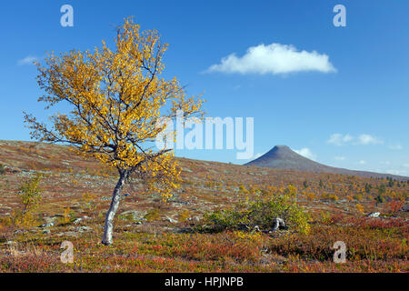 La montagna Nipfjaellet nel Städjan-Nipfjället riserva naturale in autunno, Dalarna, Svezia e Scandinavia Foto Stock