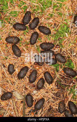 Losung vom Rotwild, Rot-Wild, Rothirsch, Rot-Hirsch, Edelhirsch, Cervus elaphus, cervi, Cerf élaphe Foto Stock