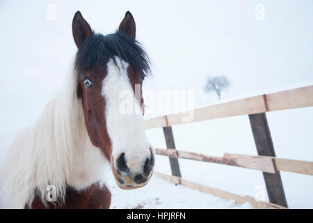 Dipinto di cavallo americano guardando la telecamera marrone con occhio azzurro e nero e i capelli bianchi Foto Stock
